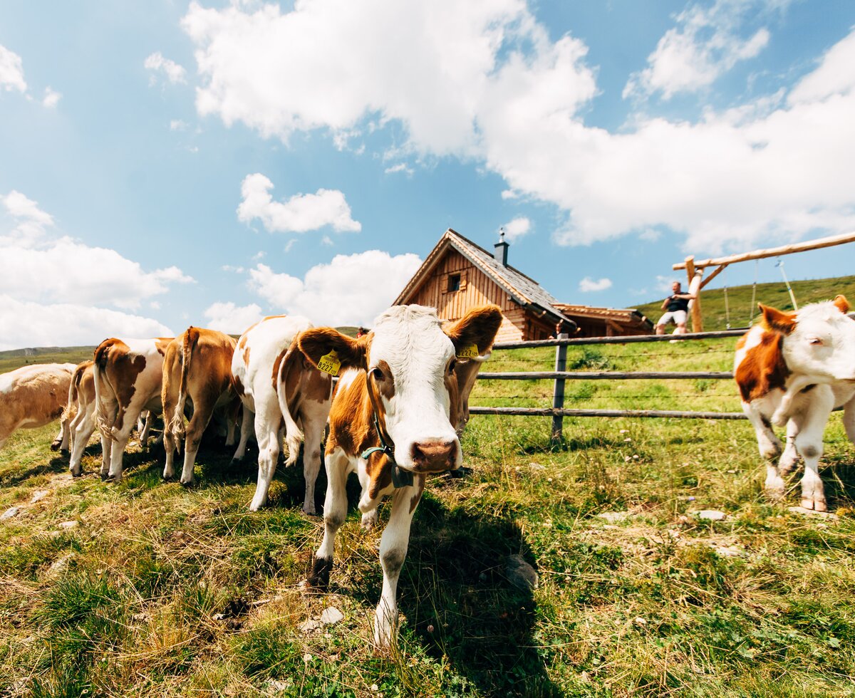 Kühe vor der Almhütte in Kärnten | © Urlaub am Bauernhof Kärnten / Daniel Gollner A group of cows grazing in a grassy field with a wooden barn in the background under a cloudy sky. | © Urlaub am Bauernhof Kärnten / Daniel Gollner