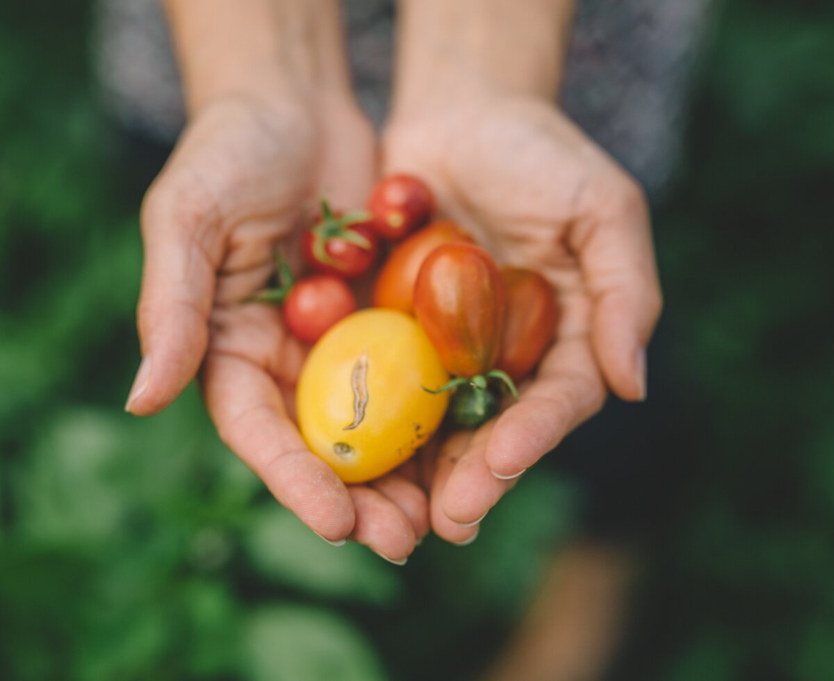 eine Handvoll unterschiedlicher Tomaten | © Urlaub am Bauernhof Burgenland / Julia Reiterics 