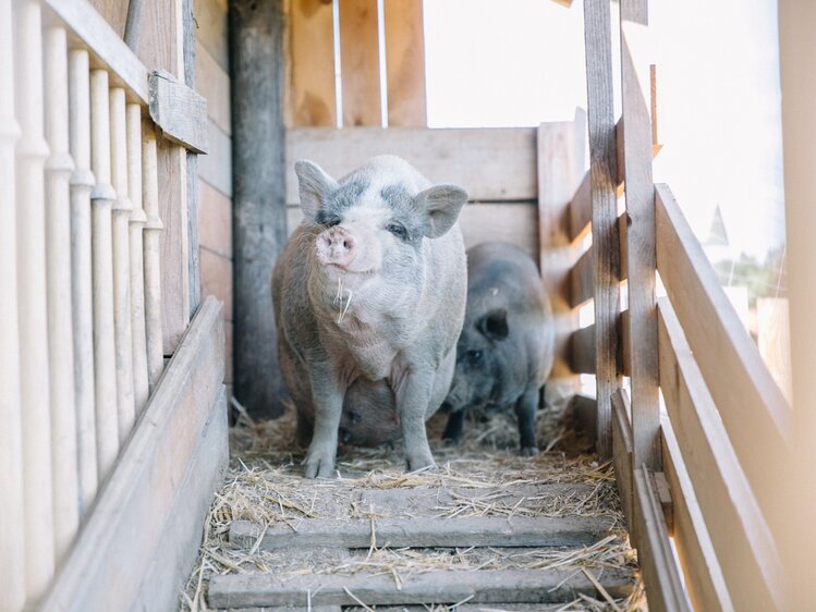 2 Schweine im Stall | © Urlaub am Bauernhof Burgenland / Julia Reiterics 