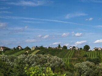 Weinidylle im Südburgenland | © Burgenland Tourismus GmbH / Birgit Machtinger