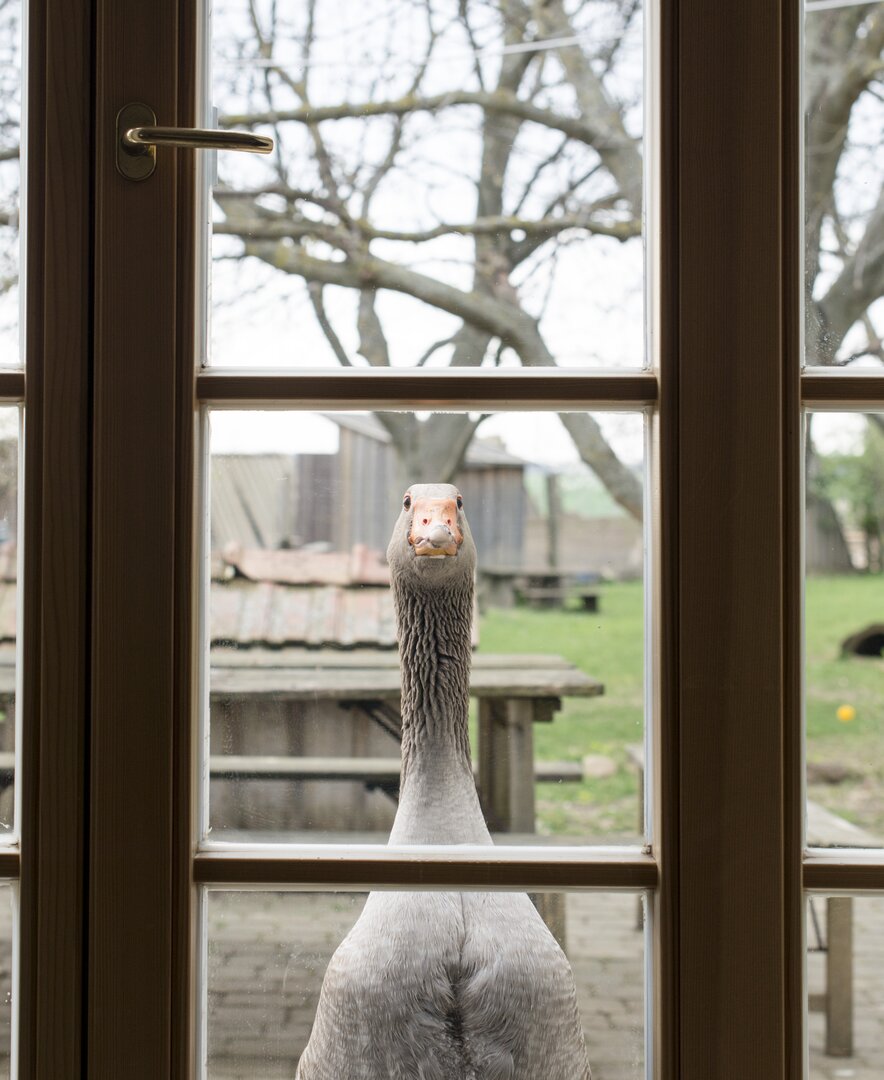 Gans schaut durch das Fenster im Südburgenland  | © Urlaub am Bauernhof Burgenland / Melanie Limbeck