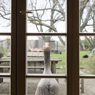 Gans schaut durch das Fenster im Südburgenland  | © Urlaub am Bauernhof Burgenland / Melanie Limbeck