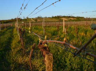 Weinknospe im Burgenland  | © Urlaub am Bauernhof Burgenland / Stefanie Thüringer 