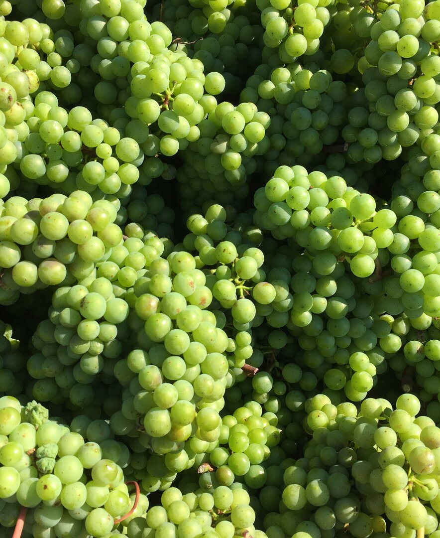 Verjus Trauben am Neusiedlersee | © Urlaub am Bauernhof Burgenland / Stefanie Thüringer