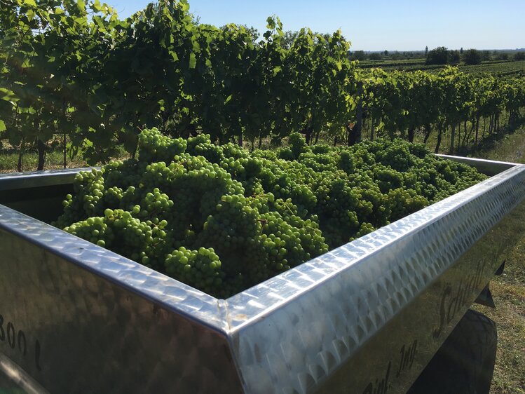 Verjus Lese am Neusiedlersee | © Urlaub am Bauernhof Burgenland / Stefanie Thüringer