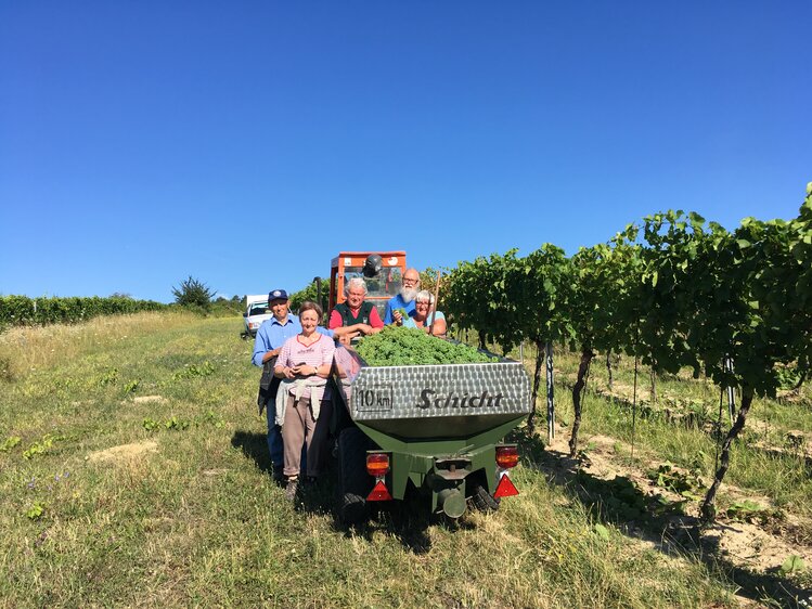 Verjus Lese am Neusiedlersee | © Urlaub am Bauernhof Burgenland / Stefanie Thüringer