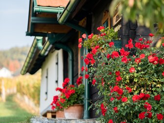 rote Blumen vor dem Kellerstöckl | © Burgenland Tourismus GmbH /  Birgit Machtinger