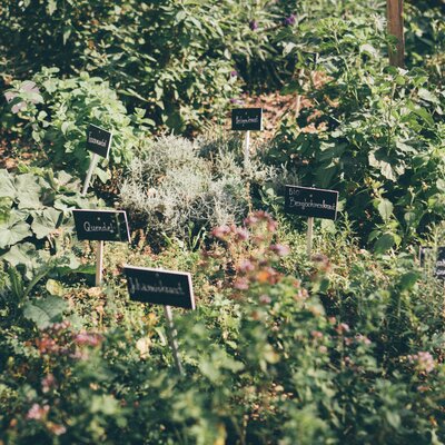 Verschiedene Kräuter im Garten | © Urlaub am Bauernhof Kärnten/ Daniel Gollner