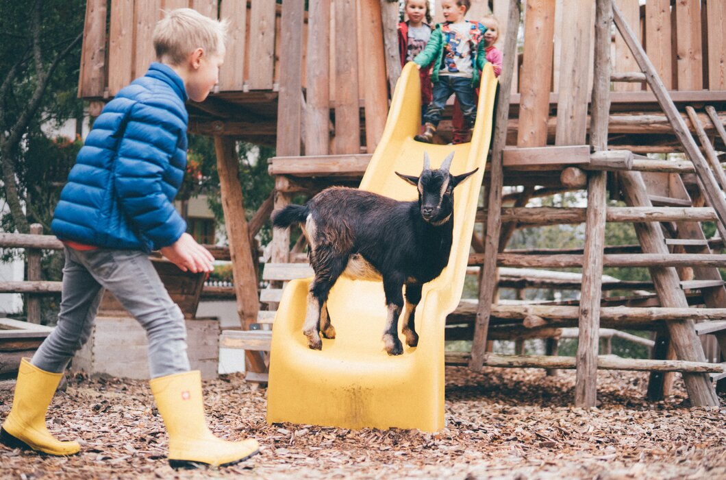 Kinder am Spielplatz und Ziege auf der Rutsche | © Urlaub am Bauernhof Kärnten / Daniel Gollner