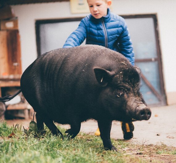 Kind streichelt das Schwein | © Urlaub am Bauernhof Kärnten / Daniel Gollner