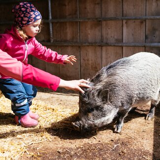 Kind streichelt Schwein | © Urlaub am Bauernhof Kärnten / Daniel Gollner