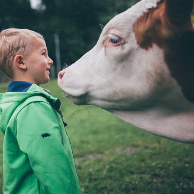 Bub sieht Kuh an | © Urlaub am Bauernhof Kärnten/ Daniel Gollner