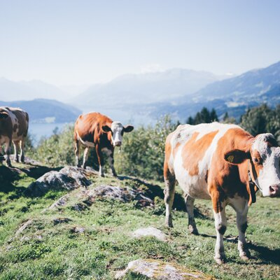 Kühe auf der Wiese | © Urlaub am Bauernhof Kärnten/ Daniel Gollner