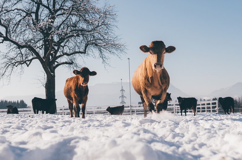 Kühe im Schnee | © Urlaub am Bauernhof Kärnten / Daniel Gollner