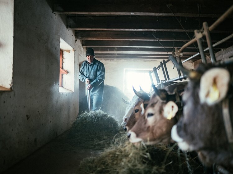 Mann füttert Kühe  | © Urlaub am Bauernhof Kärnten / Daniel Gollner