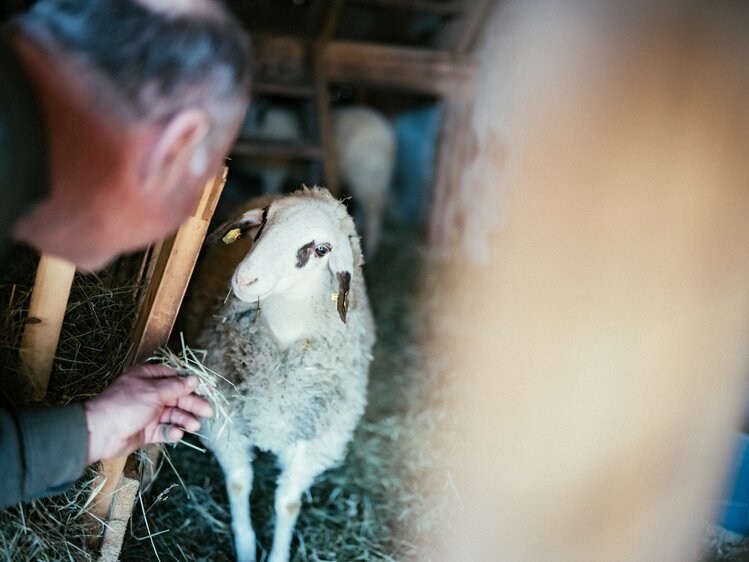 Mann mit Schaf | © Urlaub am Bauernhof Kärnten / Daniel Gollner