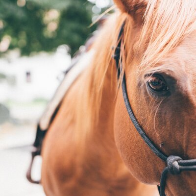 Pferd | © Urlaub am Bauernhof Kärnten / Daniel Gollner