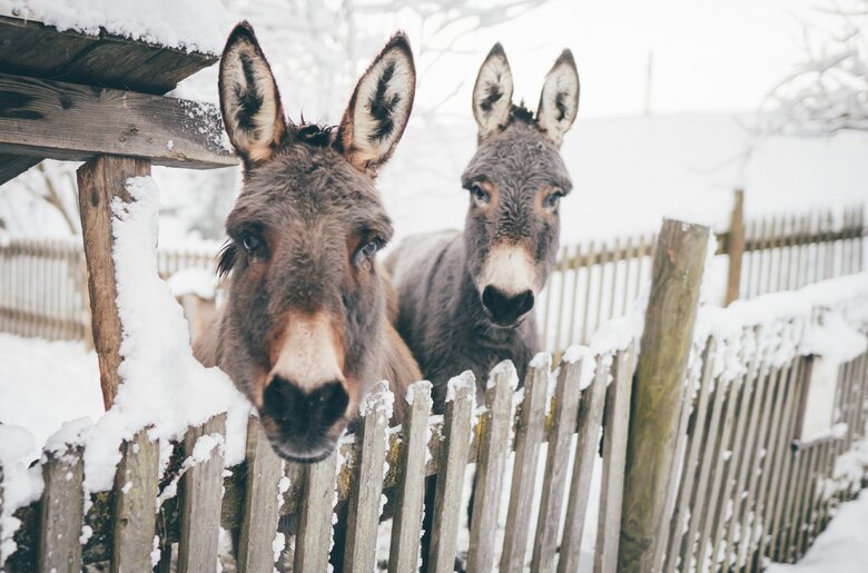 Esel stehen beim Zaun | © Urlaub am Bauernhof Kärnten/ Daniel Gollner