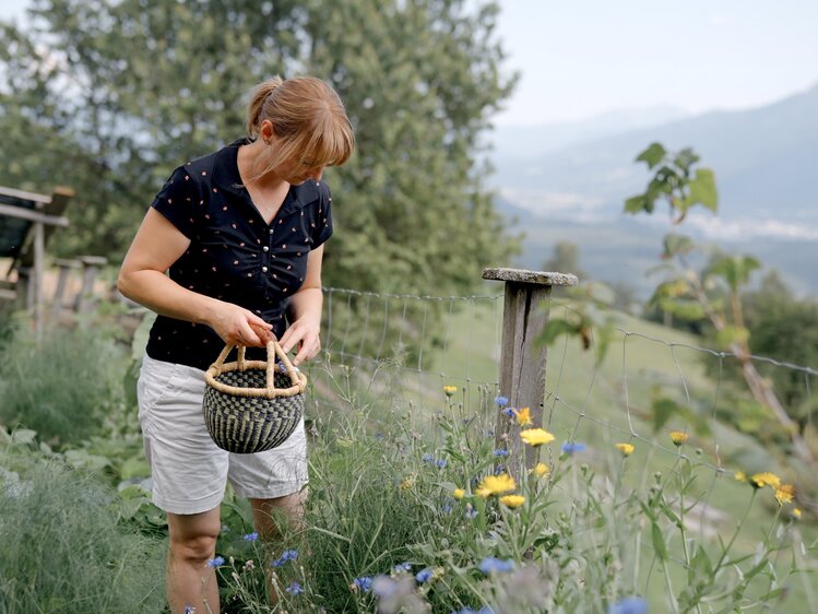 Frau steht im Garten und sammelt Kräuter | © Urlaub am Bauernhof Kärnten / Daniel Gollner