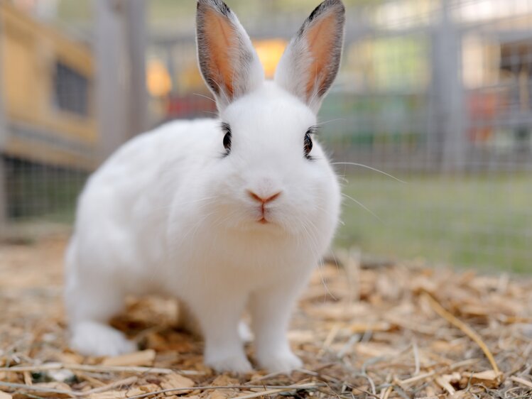 Weißer Hase hockt im Stroh | © Urlaub am Bauernhof Kärnten / Daniel Gollner