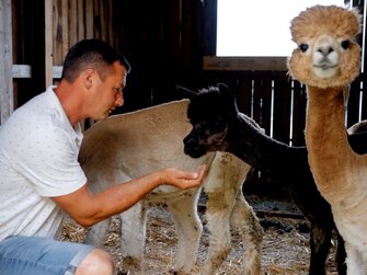 Mann hockt im Stall bei den Baby-Alpakas | © Urlaub am Bauernhof Kärnten / Daniel Gollner