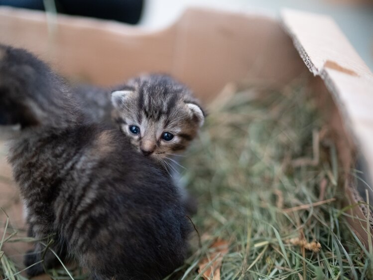 Babykatzen in einer Schachtel | © Urlaub am Bauernhof Kärnten / Daniel Gollner