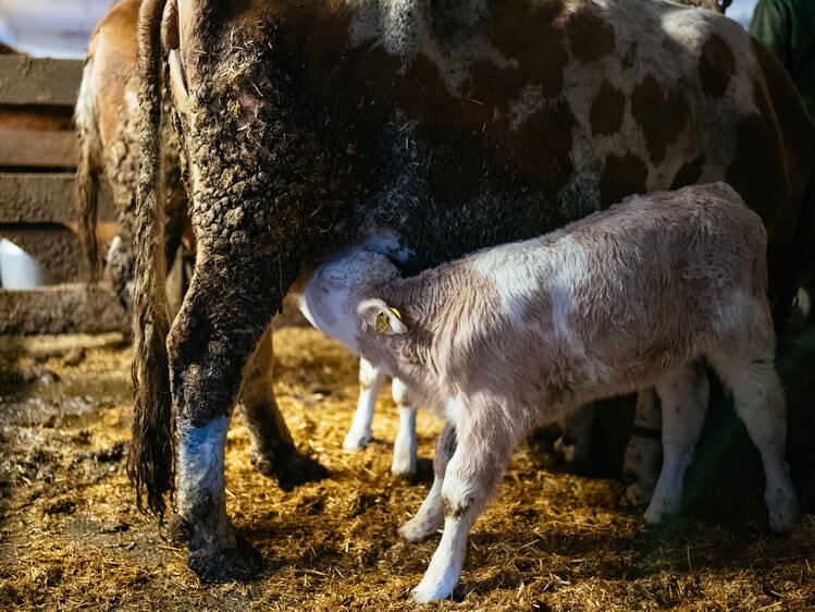 Kalb trinkt Milch bei Kuh | © Urlaub am Bauernhof Kärnten / Daniel Gollner