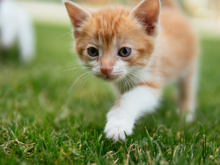 Katze schleicht durch das Grad | © Urlaub am Bauernhof / Daniel Gollner