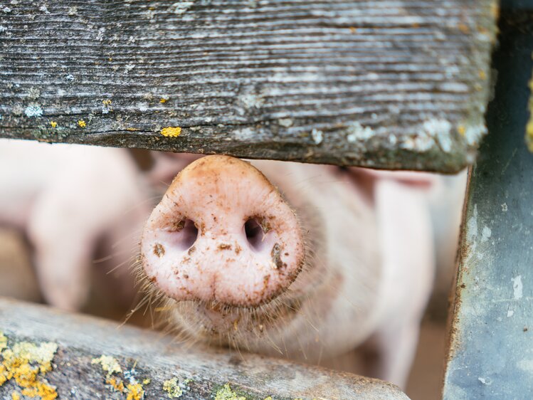 Schweineschnauze schaut durch den Holzzaun | © Urlaub am Bauernhof Kärnten / Daniel Gollner