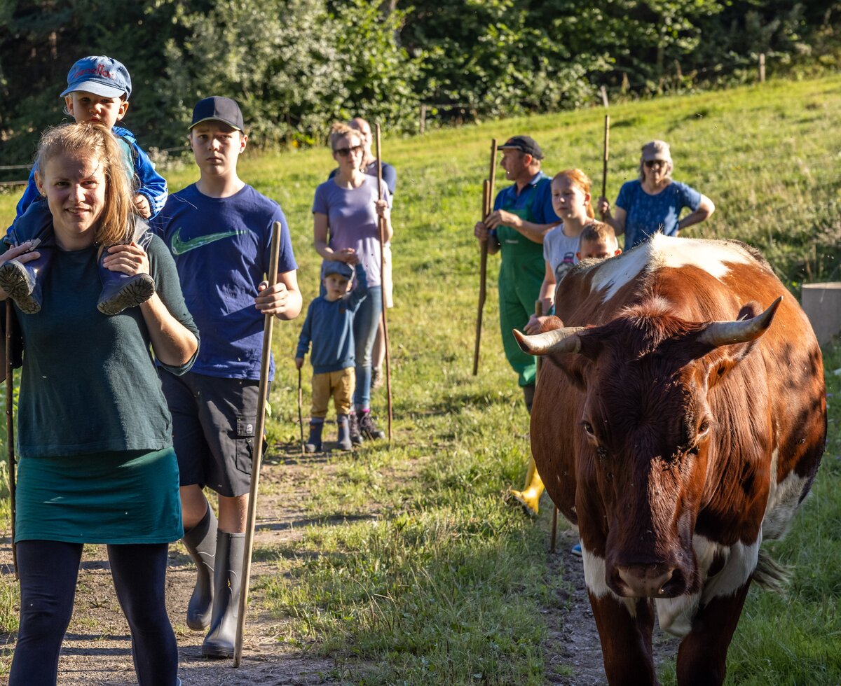 Familie treibt die Kuh von der Wiese in den Stall zum Melken Heim | © Landesverband Urlaub am Bauernhof Kärnten/ Achim Mandler