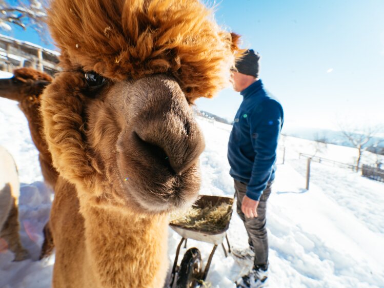 Braunes Alpaka schaut in die Kamera | © Daniel Gollner / Urlaub am Bauernhof Kärnten