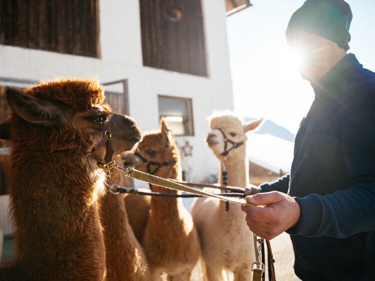 Mann mit Alpakas | © Daniel Gollner / Urlaub am Bauernhof Kärnten