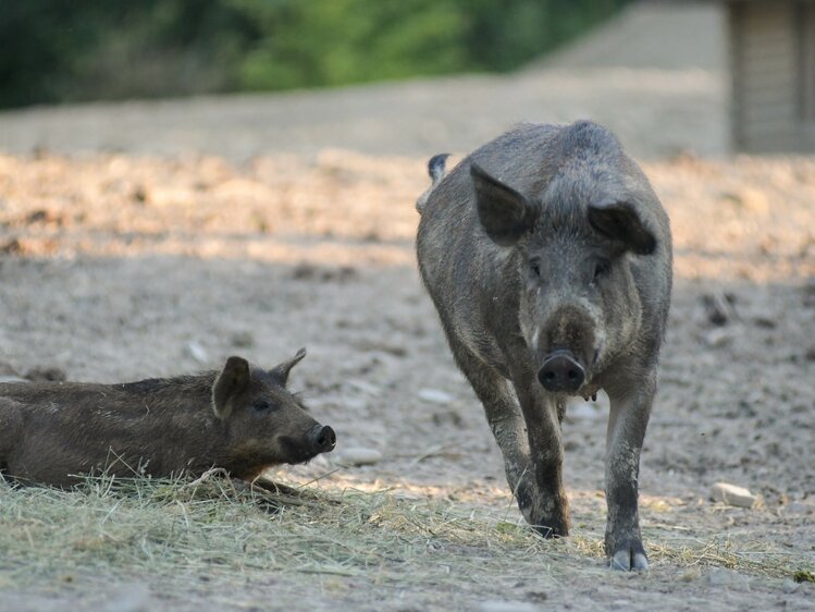 Wildschwein - Die Hochrieß | © Matthias Distelberger