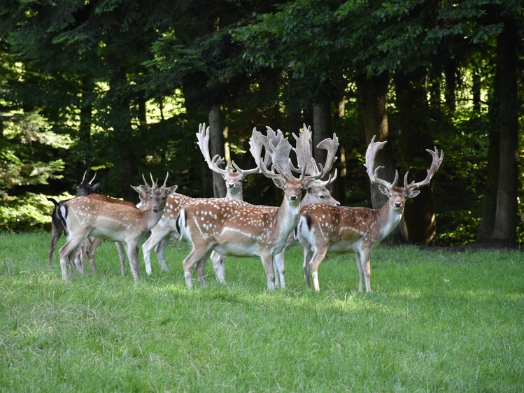 Damwild - Die Hochrieß | © Matthias Distelberger