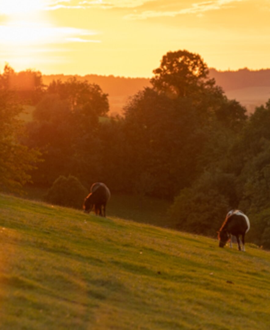 Sonnenaufgang Weide | © Matthias Distelberger - Die Hochrieß