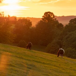 Sonnenaufgang Weide | © Matthias Distelberger - Die Hochrieß