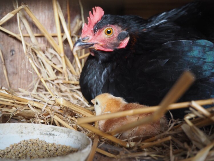 Huhn mit Kücken im Stall | © Urlaub am Bauernhof Niederösterreich / Elena Paschinger / www.creativelena.com