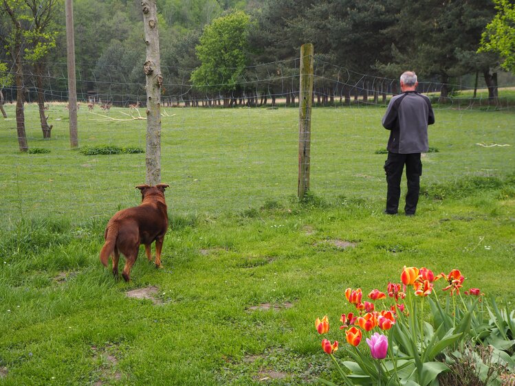 Herr Gnant steht vor der Weide mit seinem Hund | © Urlaub am Bauernhof Niederösterreich / Elena Paschinger / www.creativelena.com