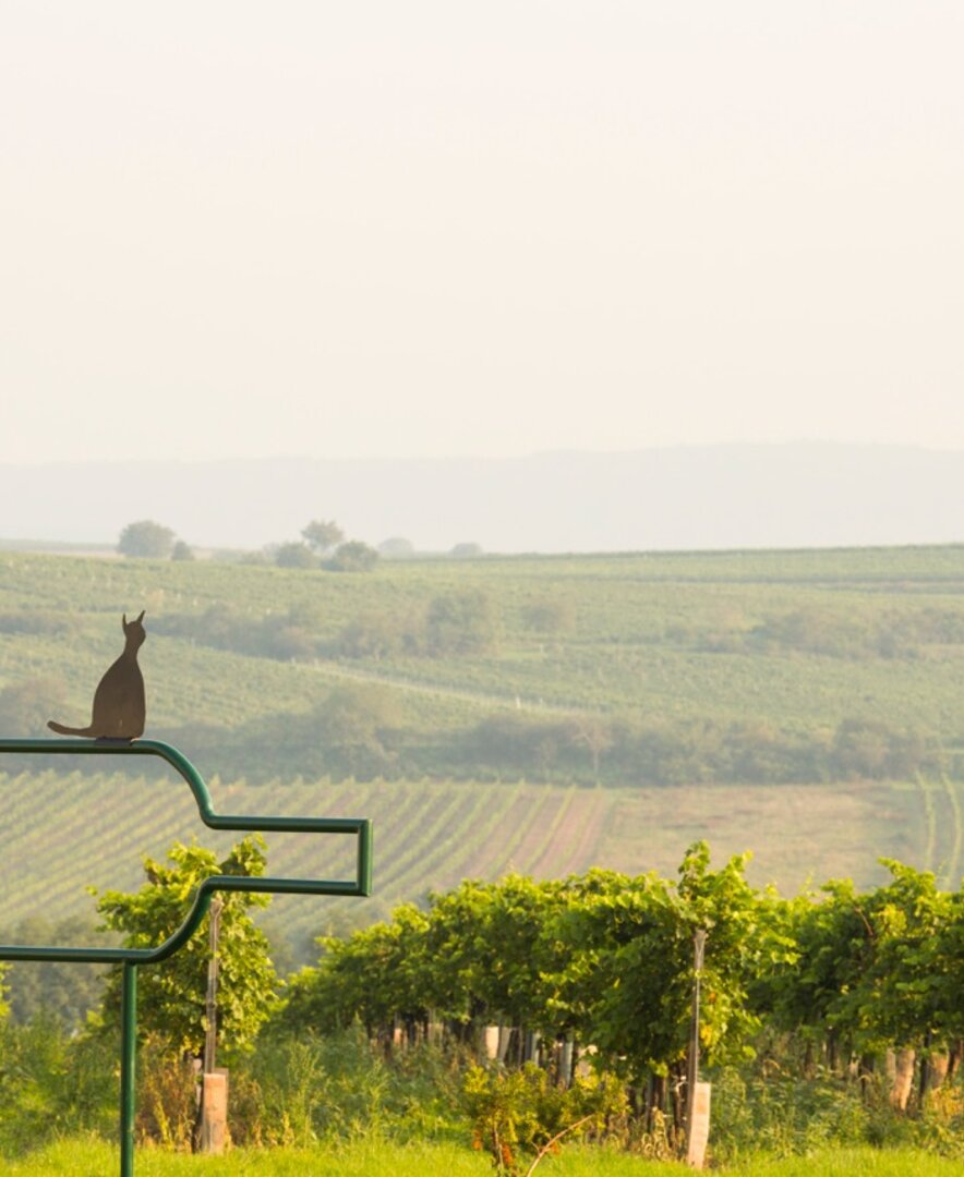 Weingarten mit Kellerkatze | © Weinviertel Tourismus / Bartl