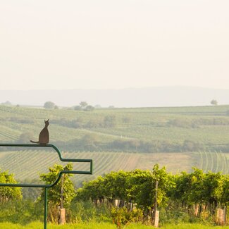 Weingarten mit Kellerkatze | © Weinviertel Tourismus / Bartl