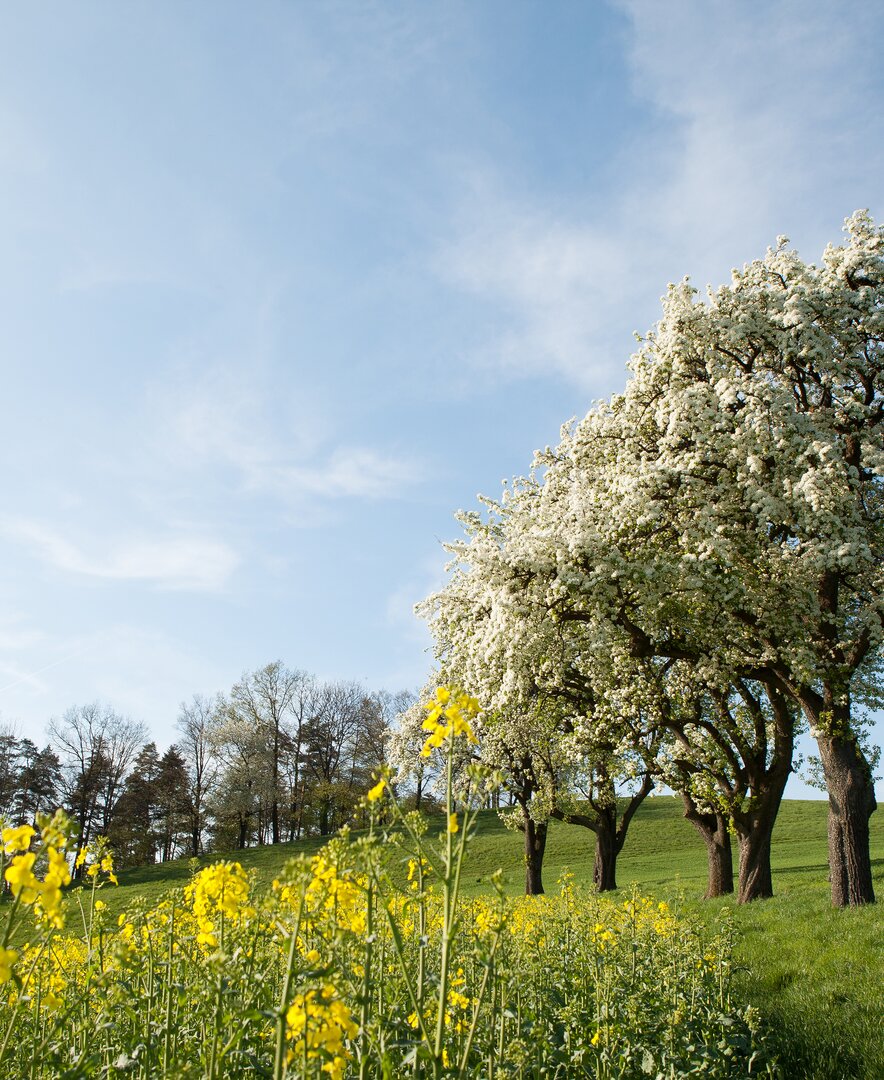 blühende Bäume im Mostviertel | © Mostviertel Tourismus / schwarz-koenig.at