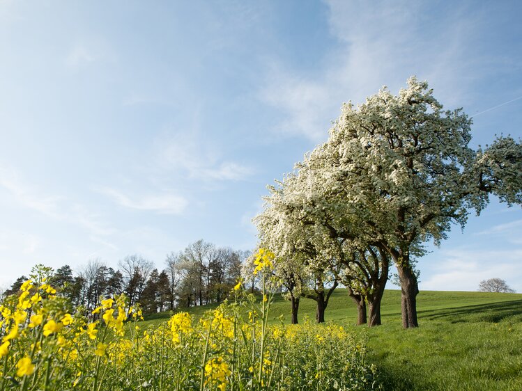 blühende Bäume im Mostviertel | © Mostviertel Tourismus / schwarz-koenig.at