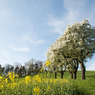 blühende Bäume im Mostviertel | © Mostviertel Tourismus / schwarz-koenig.at