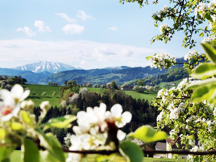 Blühender Baum mit Landschaft im Mostviertel  | © Mostviertel Tourismus / weinfranz.at