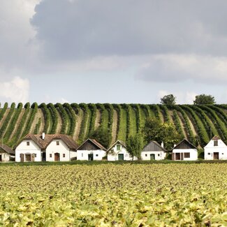 Landschaftsfoto von Kellergasse Diepolz im Weinviertel | © Weinviertel Tourismus / Christine Wurnig