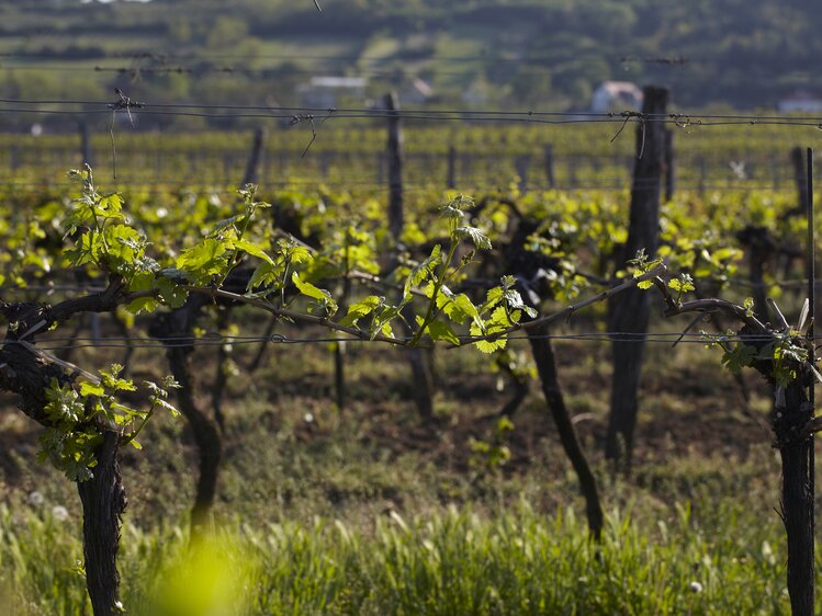 Weinzeile im Weingarten im Frühling | © Weinviertel Tourismus / Christine Wurnig