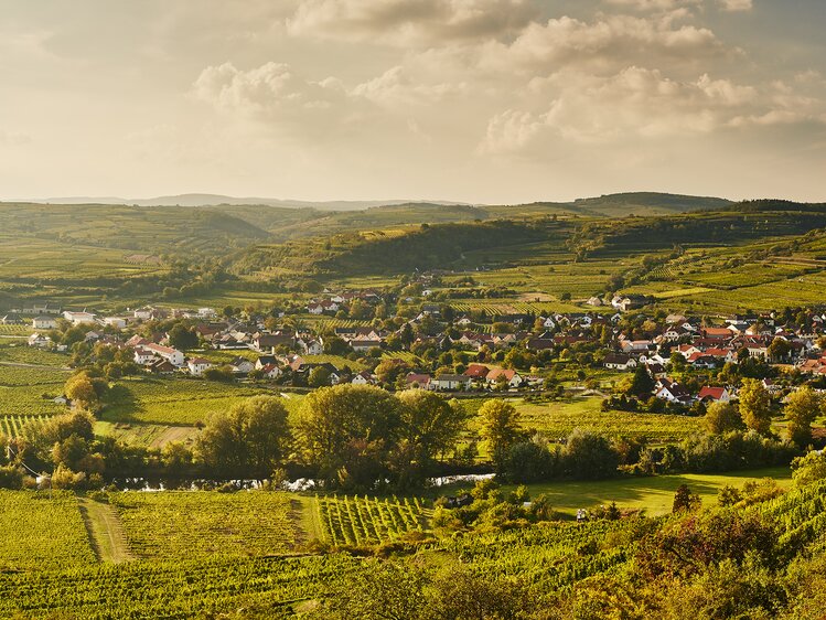 Landschaft Kamptal im Herbst | © Niederösterreich Werbung / Michael Liebert