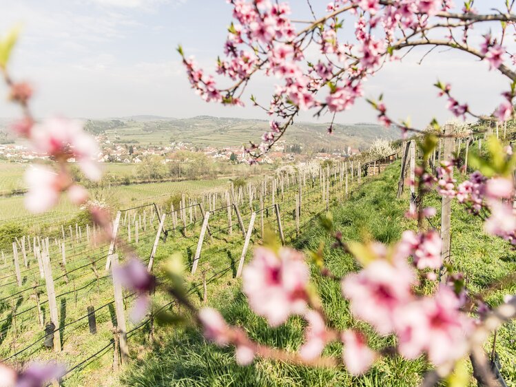 Weinfrühling in Langenlois im Kamptal | © Niederösterreich Werbung / Robert Herbst