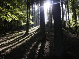 Sonne scheint in den Wald | © Urlaub am Bauernhof Oberösterreich / Harald Puchegger