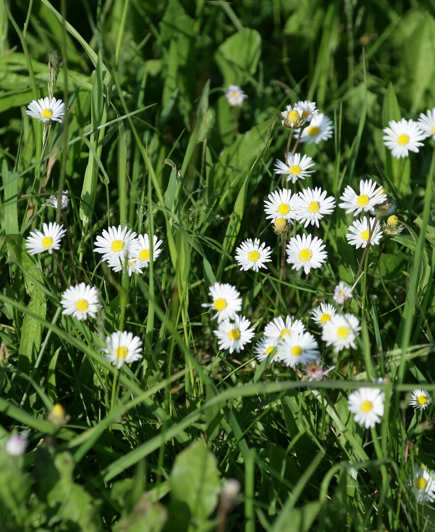 Gänseblümchen blühen auf der Wiese | © Urlaub am Bauernhof Oberösterreich / Reinhold Weissenbrunner